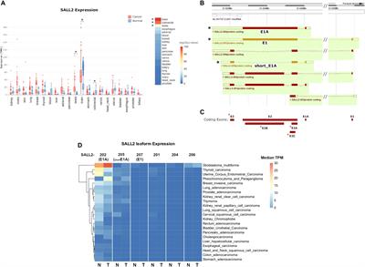 Characterization of SALL2 Gene Isoforms and Targets Across Cell Types Reveals Highly Conserved Networks